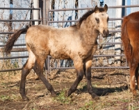Picture of unkempt young Morgan Horse, walking