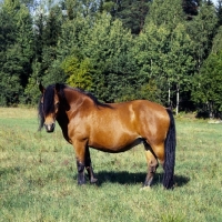 Picture of uno-malva 18918, north swedish horse in sweden,