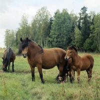 Picture of uno-malva 18918, north swedish mare in group with two foals in sweden,