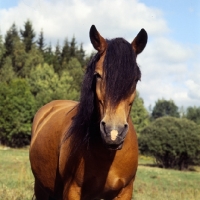 Picture of uno-malva 18918, north swedish horse in sweden, head study