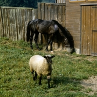 Picture of unwell trakehner horse with sheep companion