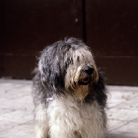 Picture of uri the larichesse, schapendoe head study