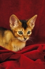 Picture of usual coloured abyssinian kitten