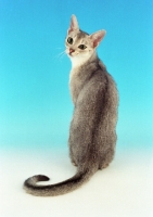 Picture of usual silver Abyssinian, back view