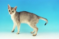 Picture of usual silver Abyssinian standing on blue background