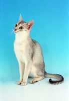 Picture of usual silver Abyssinian