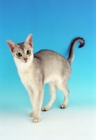 Picture of usual silver Abyssinian