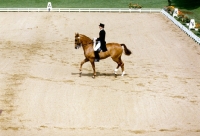 Picture of uwe schulten-baumer riding slibovitz, dressage at goodwood
