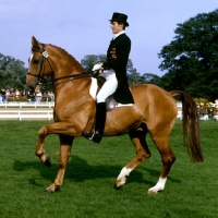 Picture of uwe schulten-baumer riding slibovitz, piaffe during their parade, dressage at goodwood 1980