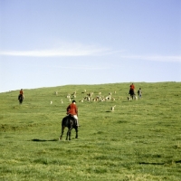 Picture of vale of aylesbury hunt, riders, walker, hounds 