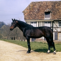 Picture of vandale, french saddle horse in normandy