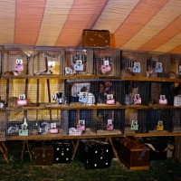 Picture of various breeds of rabbit at show