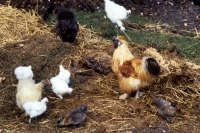 Picture of various chickens on a dung heap