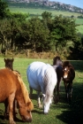 Picture of various dartmoor ponies