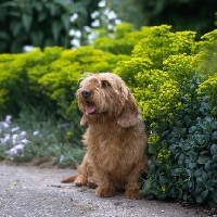 Picture of varon flers, basset fauve de bretagne sitting on a path