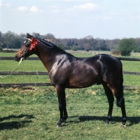 Picture of vean cockalorum, riding pony stallion