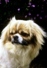 Picture of velrock la-tru at braeduke,  tibetan spaniel head portrait