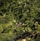 Picture of vermilion fly catcher among leaves, jervis island, galapagos islands