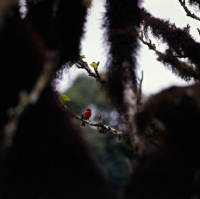 Picture of vermilion fly catcher amongst branches, santa cruz island, galapagos islands