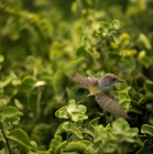 Picture of vermilion fly catcher flying away, jervis island, galapagos islands