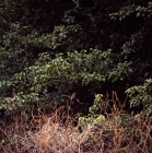 Picture of vermillion fly catcher in forest on james island, galapagos islands