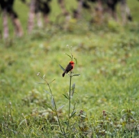 Picture of vermillion fly catcher on twig, santa cruz island, galapagos islands