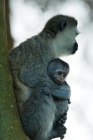 Picture of vervet monkey clinging to its mum