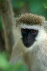 Picture of vervet monkey in tree