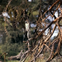 Picture of vervet monkey looking out from a tree, amboseli,
