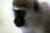 Picture of vervet monkey portrait