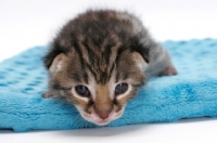 Picture of very cute 2 week old Asian Leopard kitten