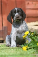 Picture of very cute German Shorthaired Pointer