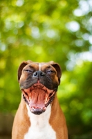 Picture of very happy Boxer