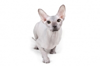 Picture of very rare blue adult Peterbald cat