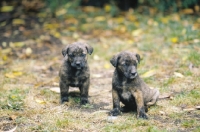 Picture of very rare Cao Fila de Sao Miguel puppies, cow herder of the Azores