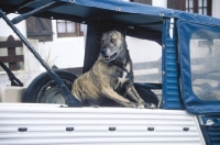 Picture of very rare Cao Fila de Sao Miguel, cow herder of the Azores, guarding car