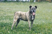 Picture of very rare Cao Fila de Sao Miguel, cow herder of the Azores, standing on grass