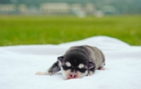 Picture of very young Alaskan Klee Kai puppy