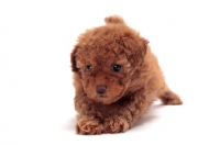 Picture of very young apricot coloured Toy Poodle puppy