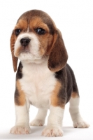 Picture of very young Beagle puppy on white background