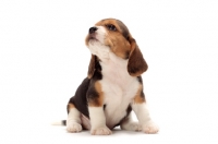 Picture of very young Beagle puppy sitting on white background