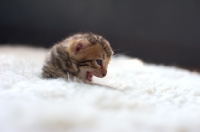 Picture of very young bengal kitten meowing