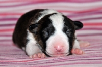 Picture of very young black and white Bull Terrier puppy