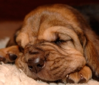 Picture of very young Bloodhound puppy