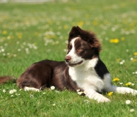 Picture of very young Border Collie