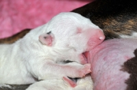 Picture of very young Bull Terrier puppy drinking