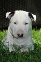 Picture of very young Bull Terrier puppy on grass