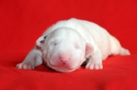 Picture of very young Bull Terrier puppy, eyes closed