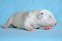 Picture of very young Bull Terrier puppy