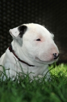 Picture of very young Bull Terrier puppy